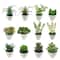 Assorted Micro Premade Succulent, 1pc. by Ashland®
